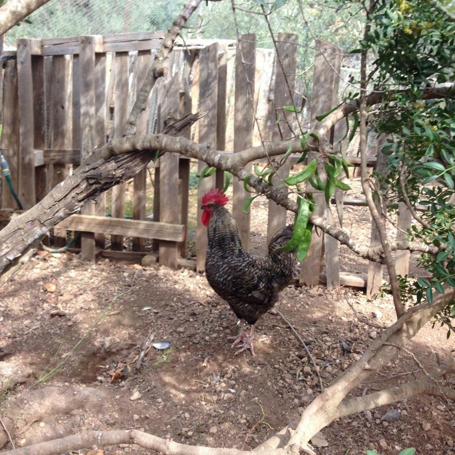 Finca Florecer Tivenys المظهر الخارجي الصورة